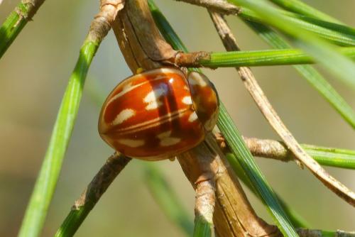 Myzia oblongoguttata